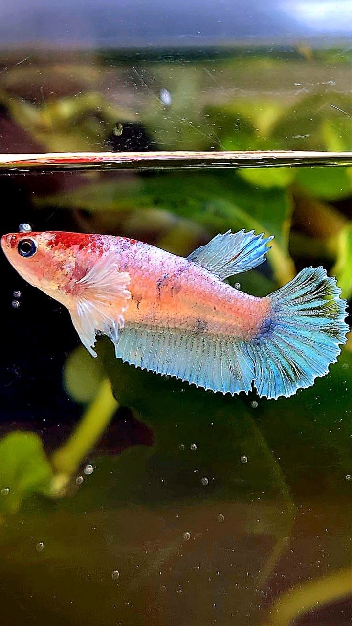 FEMALE PLAKAT BIG EAR WHITE MULTICOLOR CELLOPHANE BETTA FISH