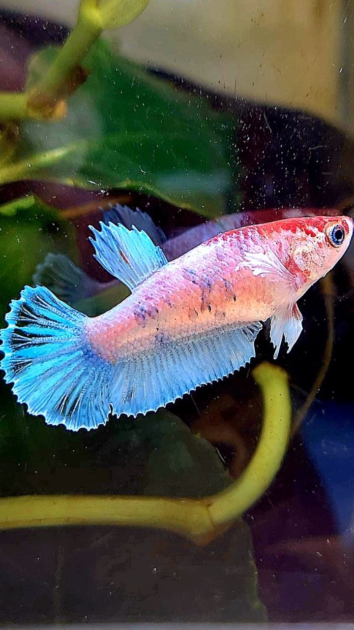FEMALE PLAKAT BIG EAR WHITE MULTICOLOR CELLOPHANE BETTA FISH