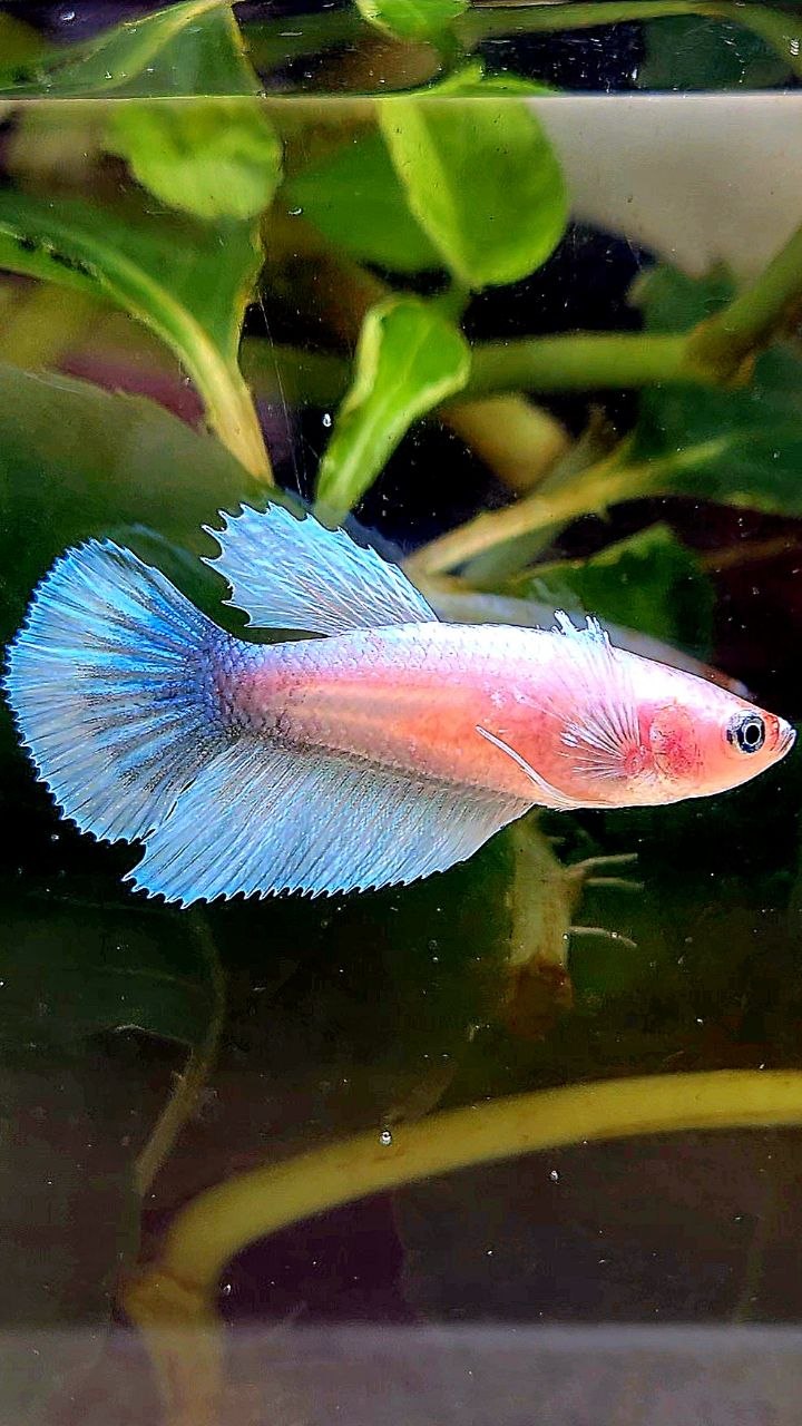 FEMALE HALFMOON BIG EAR WHITE CELLOPHANE BETTA FISH