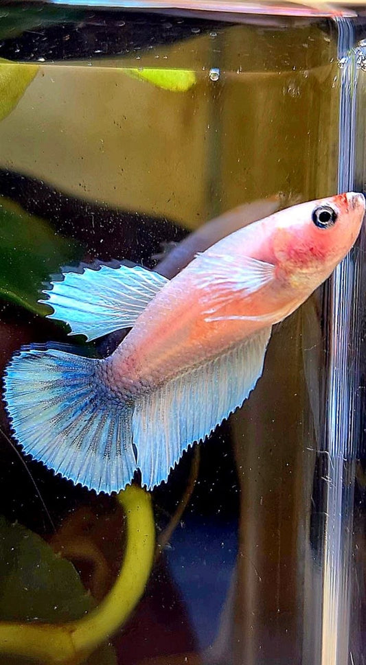 FEMALE HALFMOON BIG EAR WHITE CELLOPHANE BETTA FISH
