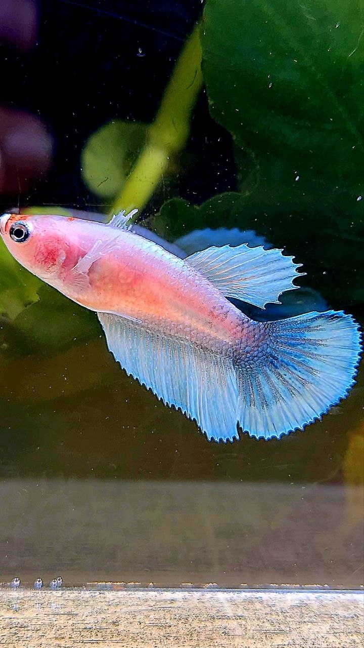 FEMALE HALFMOON BIG EAR WHITE CELLOPHANE BETTA FISH