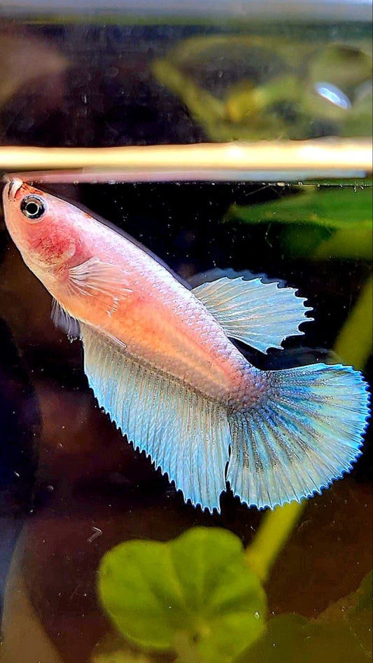 FEMALE HALFMOON BIG EAR WHITE CELLOPHANE BETTA FISH