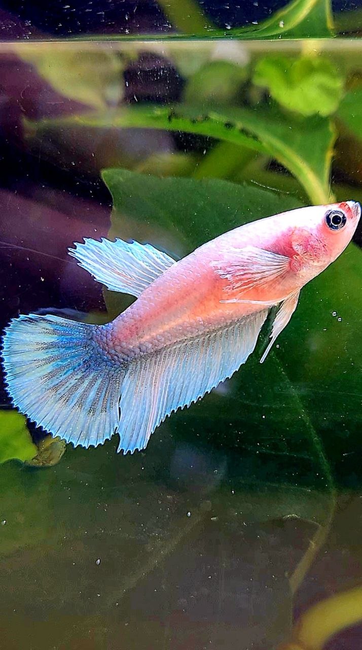 FEMALE HALFMOON BIG EAR WHITE CELLOPHANE BETTA FISH