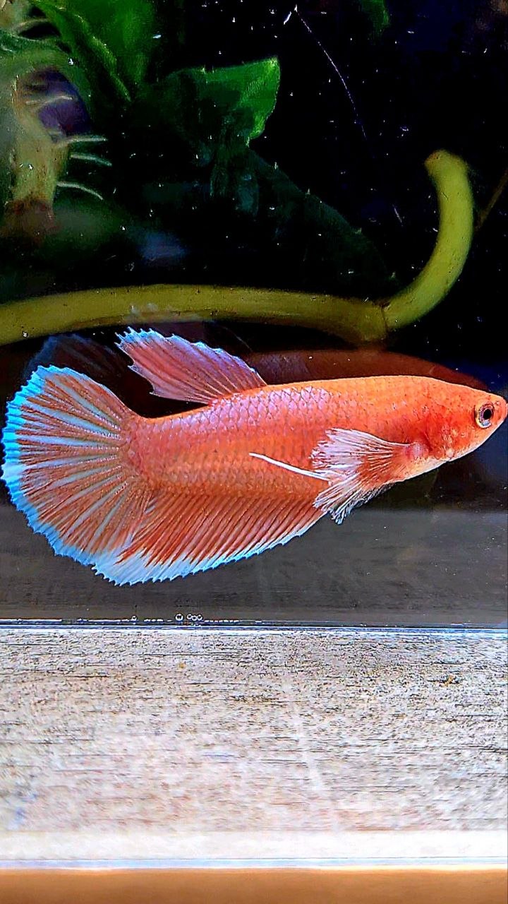 FEMALE HALFMOON BIG EAR ORANGE PINEAPPLE BETTA FISH