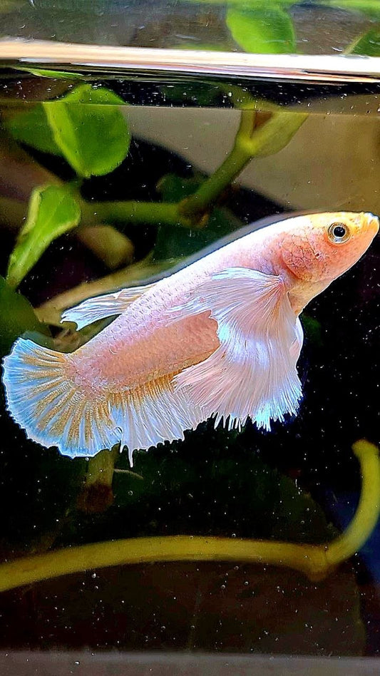 FEMALE PLAKAT SUPER DUMBO EAR WHITE YELLOW BETTA FISH