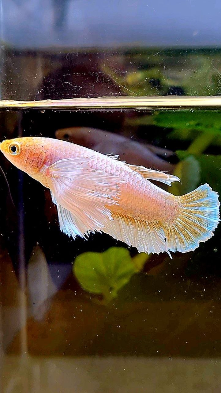 FEMALE PLAKAT SUPER DUMBO EAR WHITE YELLOW BETTA FISH