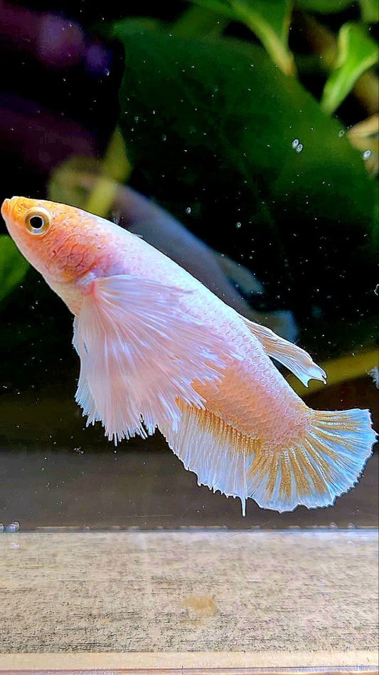 FEMALE PLAKAT SUPER DUMBO EAR WHITE YELLOW BETTA FISH