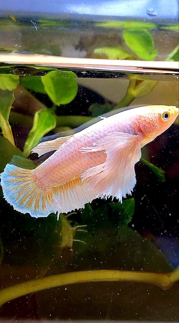 FEMALE PLAKAT SUPER DUMBO EAR WHITE YELLOW BETTA FISH