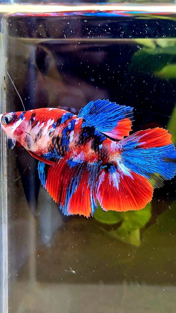 FEMALE HALFMOON RED GALAXY MULTICOLOR BETTA FISH