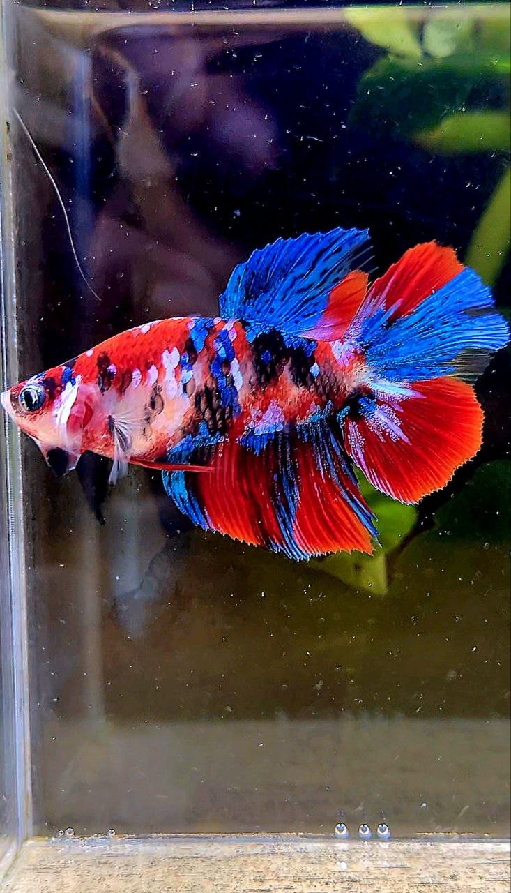 FEMALE HALFMOON RED GALAXY MULTICOLOR BETTA FISH