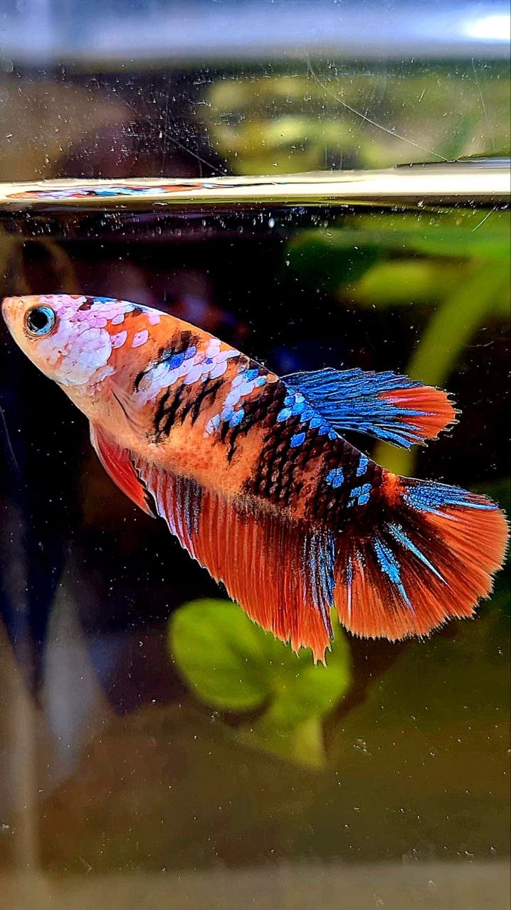 FEMALE HALFMOON ORANGE GALAXY MULTICOLOR BETTA FISH