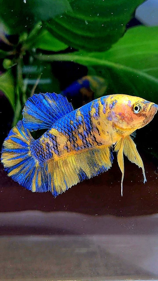 FEMALE PLAKAT YELLOW METTALIC BLUE MULTICOLOR BETTA FISH