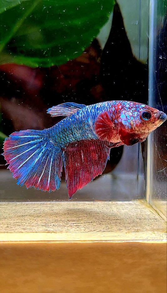 FEMALE HALFMOON FANCY PURPLE MULTICOLOR BETTA FISH