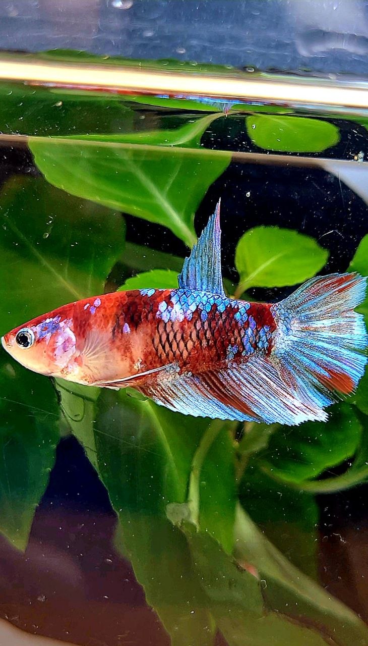 FEMALE HALFMOON RED GALAXY MULTICOLOR BETTA FISH