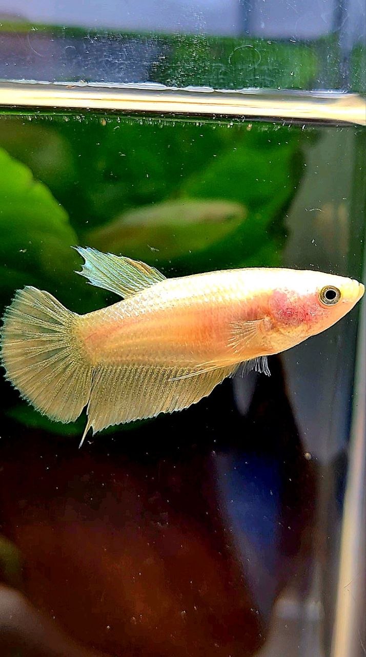 FEMALE PLAKAT GOLD BETTA FISH