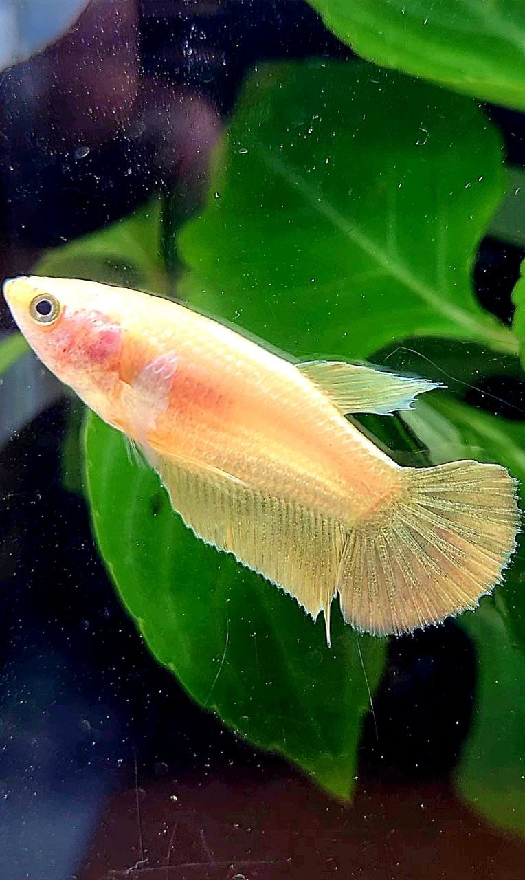 FEMALE PLAKAT GOLD BETTA FISH