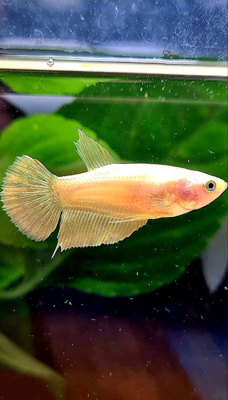 FEMALE PLAKAT GOLD BETTA FISH