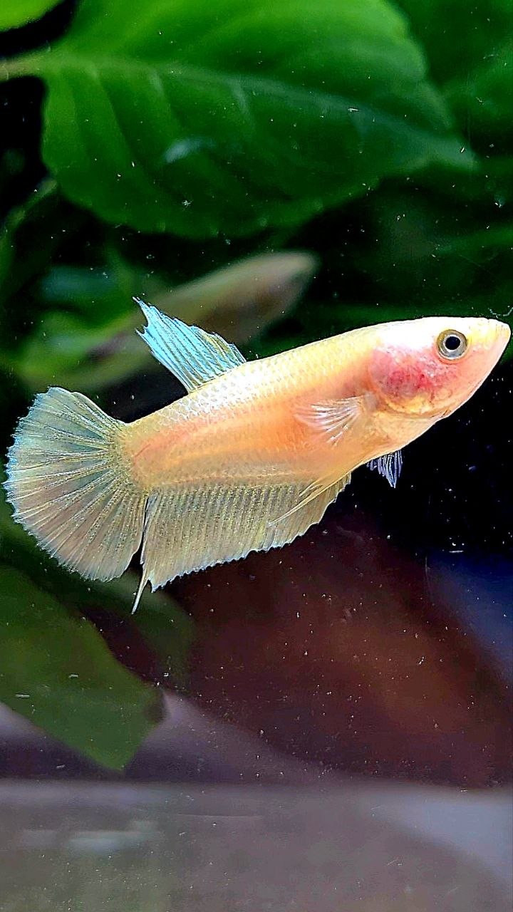 FEMALE PLAKAT GOLD BETTA FISH