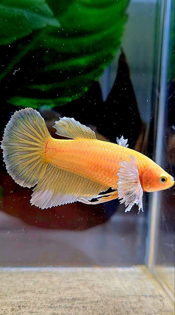 FEMALE HALFMOON DUMBO EAR GOLD BETTA FISH