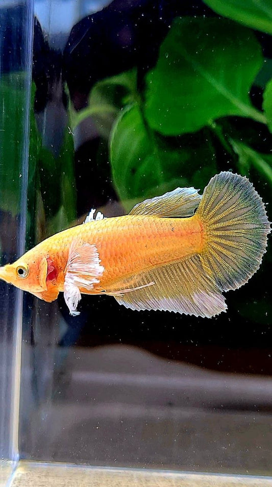 FEMALE HALFMOON DUMBO EAR GOLD BETTA FISH