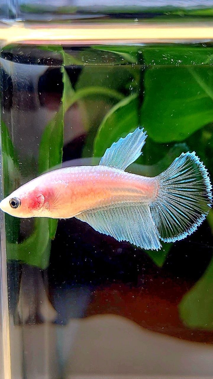FEMALE HALFMOON TRANSPARENT WHITE UNIQUE BETTA FISH