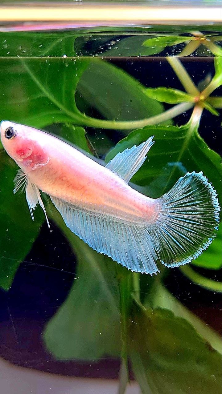 FEMALE HALFMOON TRANSPARENT WHITE UNIQUE BETTA FISH