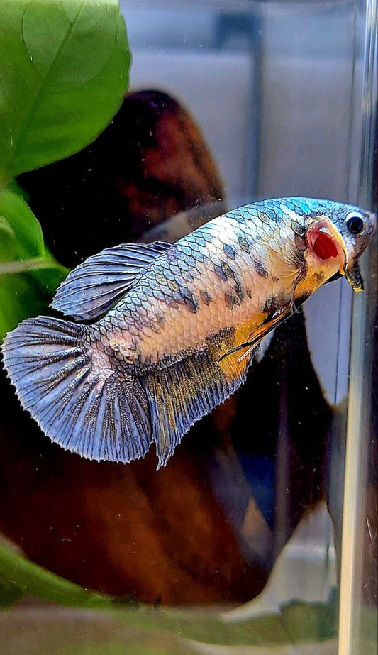 FEMALE PLAKAT YELLOW COPPER FANCY MULTICOLOR BETTA FISH