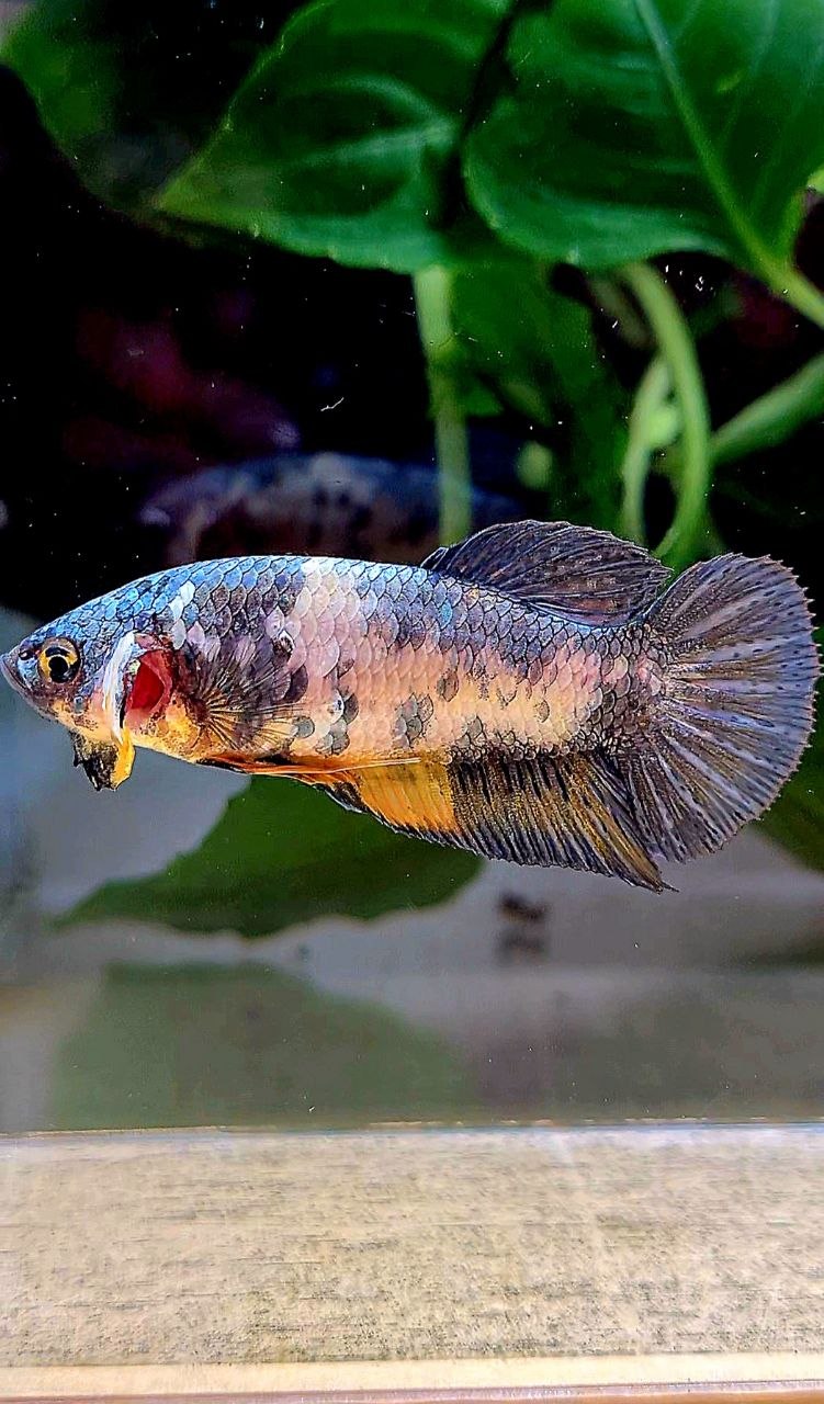 FEMALE PLAKAT YELLOW COPPER FANCY MULTICOLOR BETTA FISH