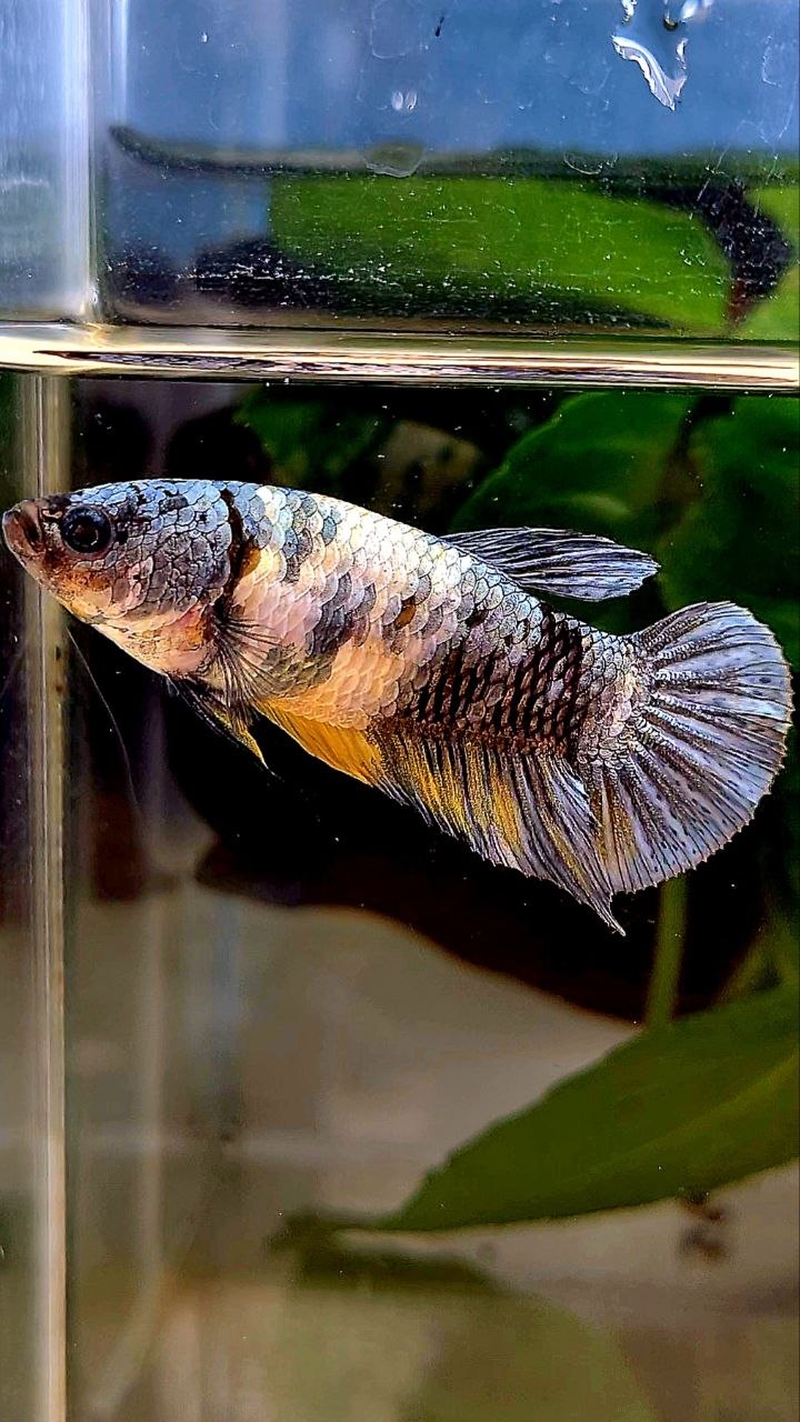 FEMALE PLAKAT YELLOW COPPER FANCY MULTICOLOR BETTA FISH