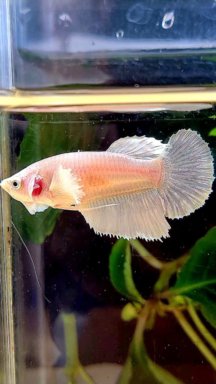 FEMALE HALFMOON DUMBO EAR WHITE PLATINUM BETTA FISH