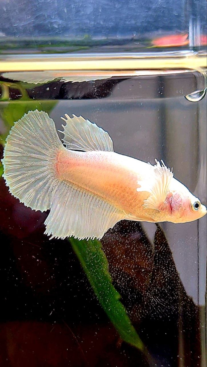 FEMALE HALFMOON DUMBO EAR WHITE PLATINUM BETTA FISH