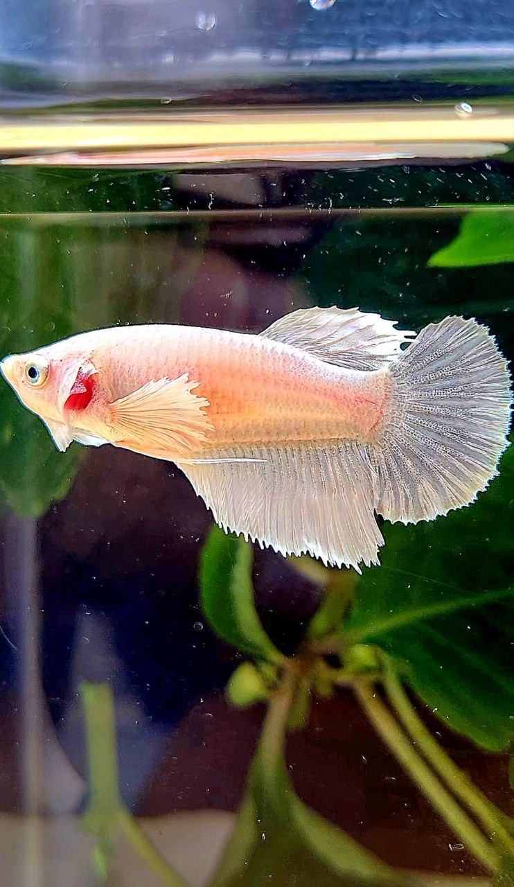 FEMALE HALFMOON DUMBO EAR WHITE PLATINUM BETTA FISH
