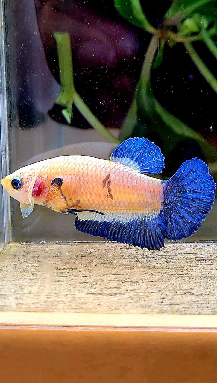FEMALE PLAKAT BLUE RIM MARBLE BETTA FISH