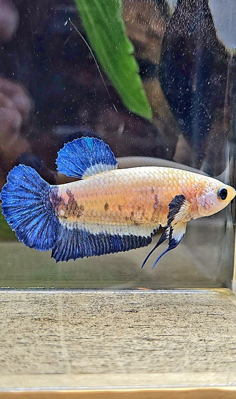 FEMALE PLAKAT BLUE RIM MARBLE BETTA FISH
