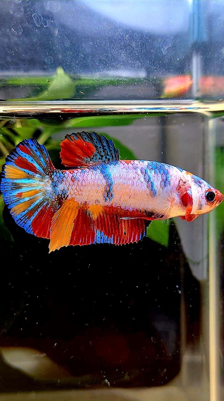 FEMALE PLAKAT CANDY RAINBOW  MULTICOLOR BETTA FISH