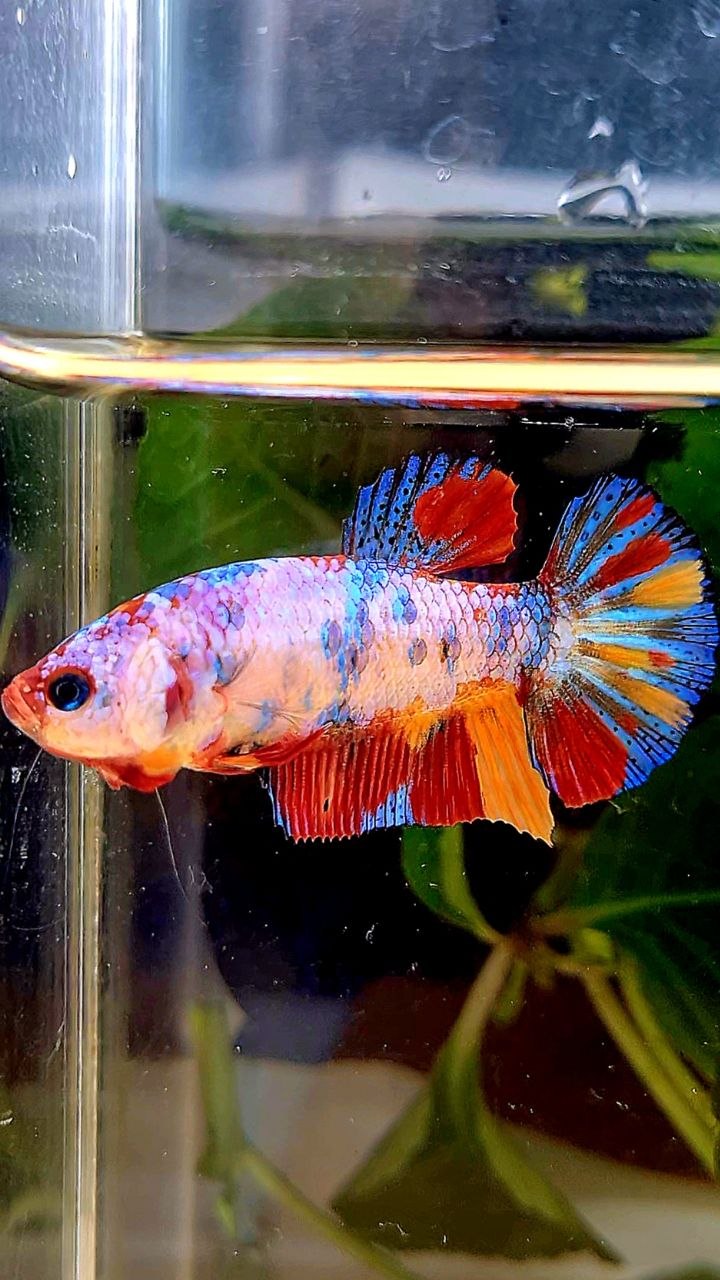 FEMALE PLAKAT CANDY RAINBOW  MULTICOLOR BETTA FISH