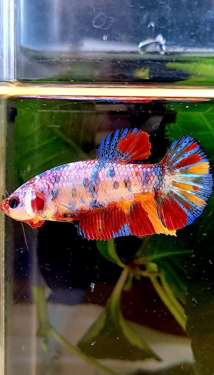 FEMALE PLAKAT CANDY RAINBOW  MULTICOLOR BETTA FISH