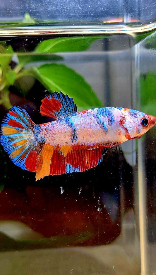FEMALE PLAKAT CANDY RAINBOW  MULTICOLOR BETTA FISH