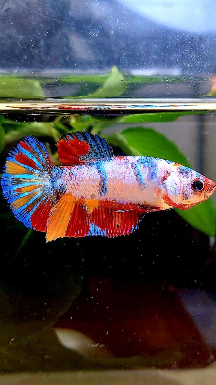 FEMALE PLAKAT CANDY RAINBOW  MULTICOLOR BETTA FISH
