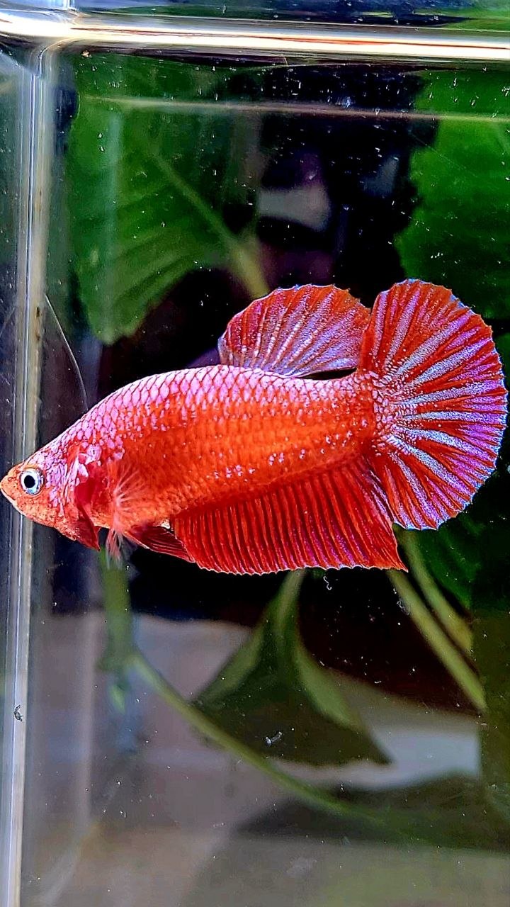 BONSAI PLAKAT PINK FANCY BETTA FISH