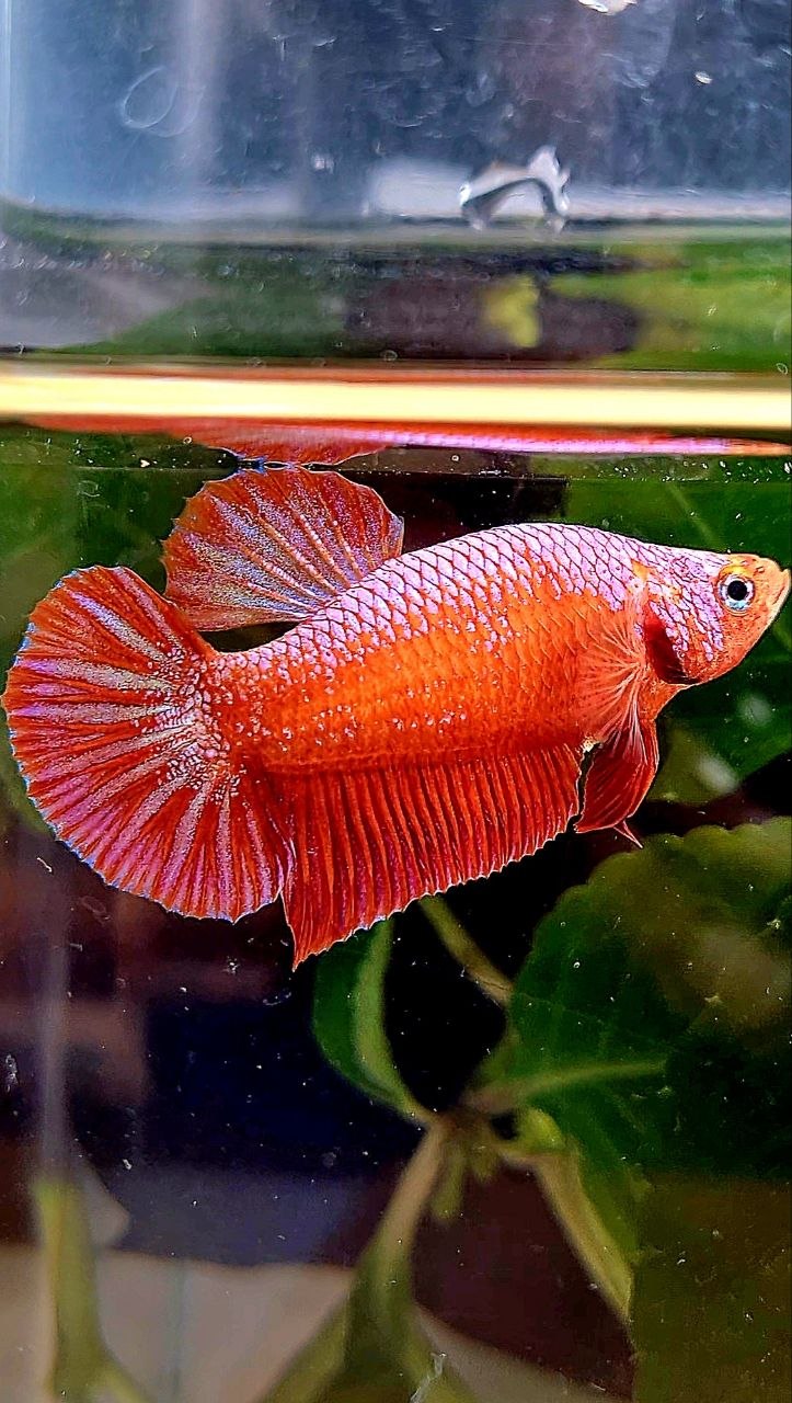 BONSAI PLAKAT PINK FANCY BETTA FISH