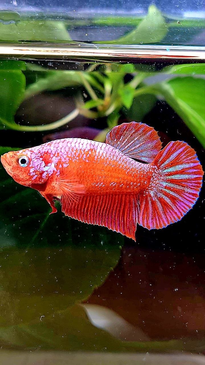BONSAI PLAKAT PINK FANCY BETTA FISH