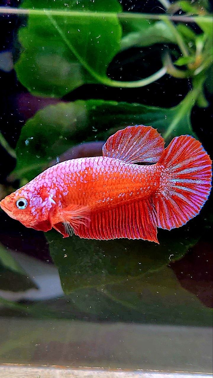 BONSAI PLAKAT PINK FANCY BETTA FISH