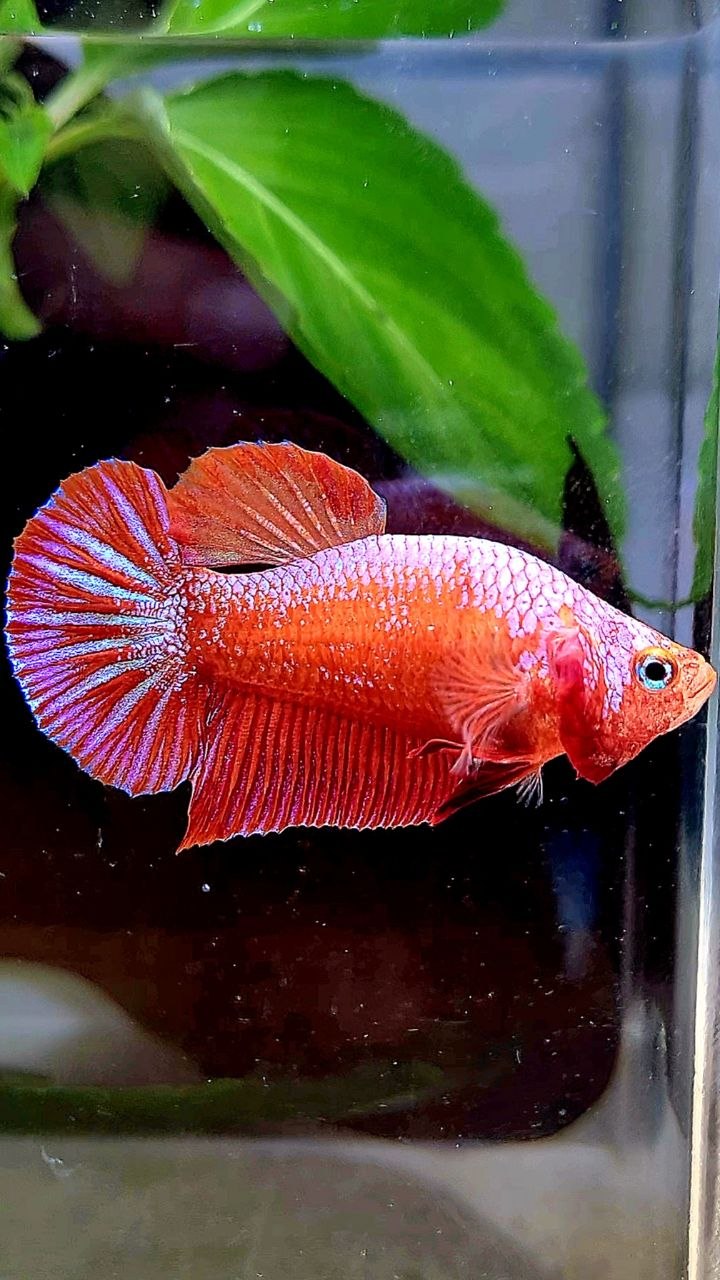 BONSAI PLAKAT PINK FANCY BETTA FISH