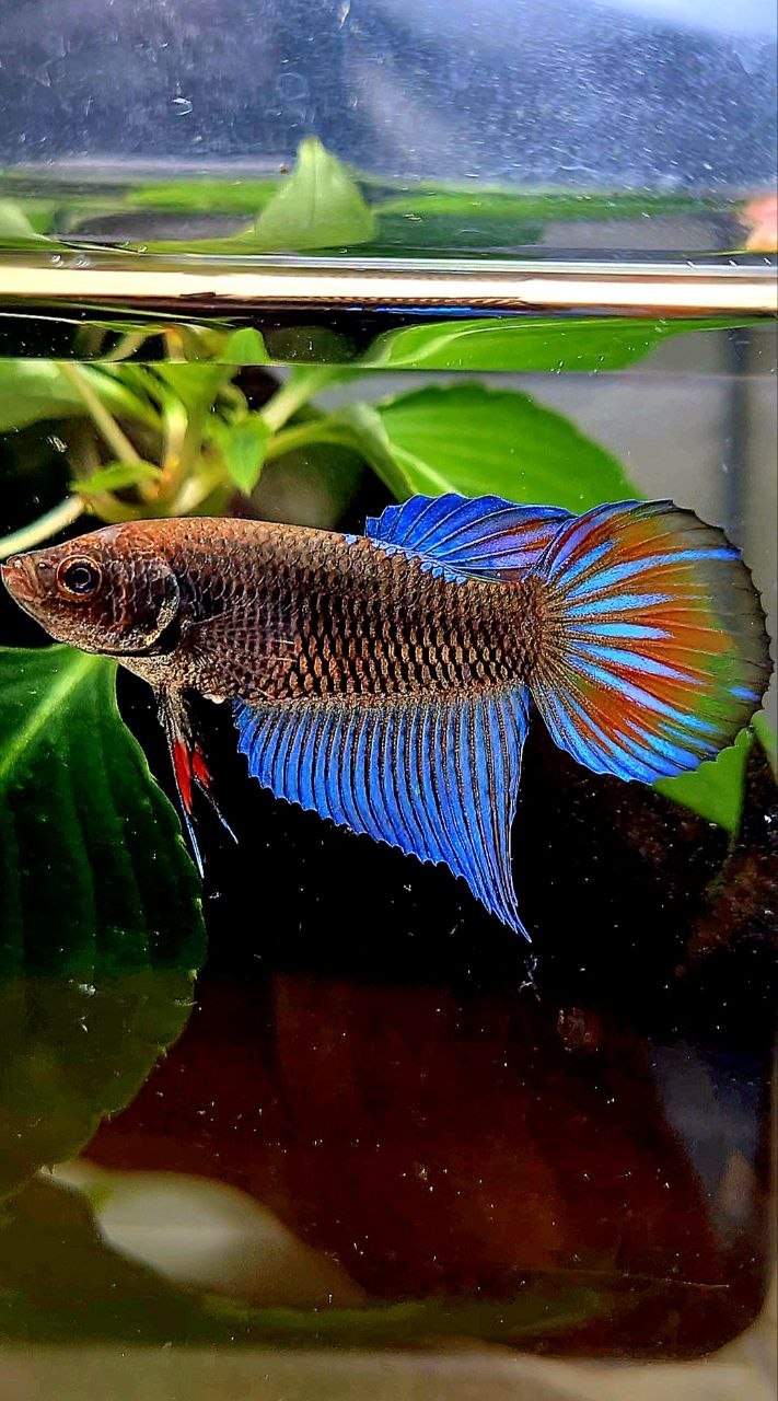 FEMALE VEILTAIL BLACK GALAXY EMERALD AVATAR BETTA FISH