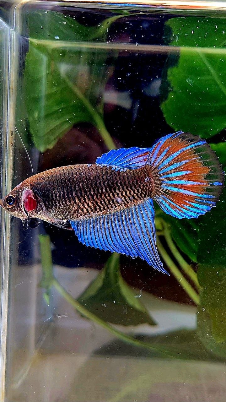 FEMALE VEILTAIL BLACK GALAXY EMERALD AVATAR BETTA FISH