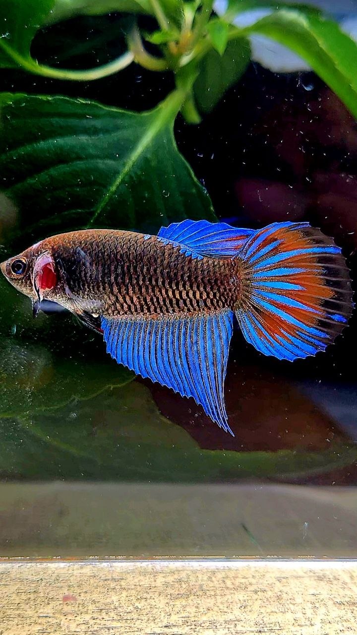 FEMALE VEILTAIL BLACK GALAXY EMERALD AVATAR BETTA FISH