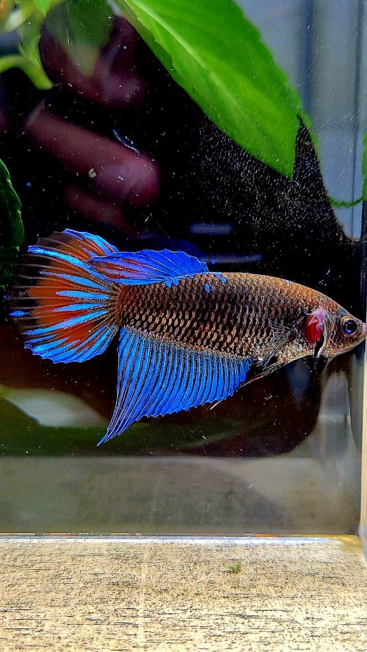 FEMALE VEILTAIL BLACK GALAXY EMERALD AVATAR BETTA FISH