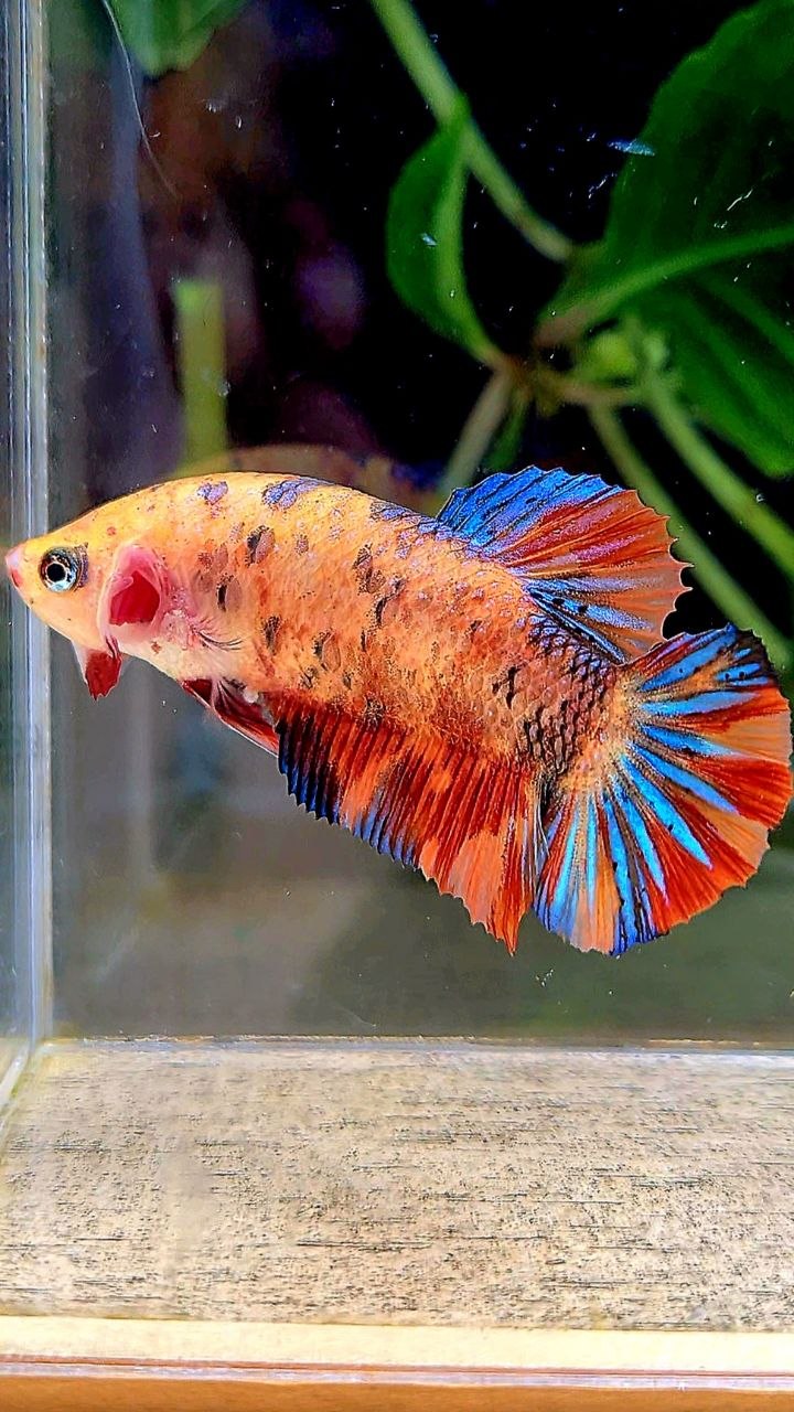 FEMALE PLAKAT ORANGE METTALIC MULTICOLOR BETTA FISH