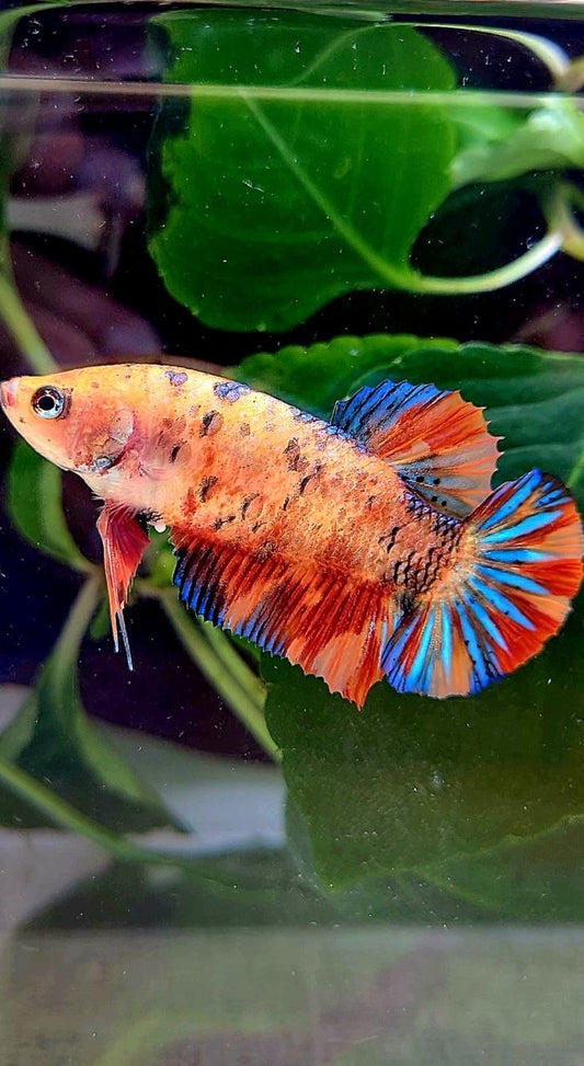 FEMALE PLAKAT ORANGE METTALIC MULTICOLOR BETTA FISH